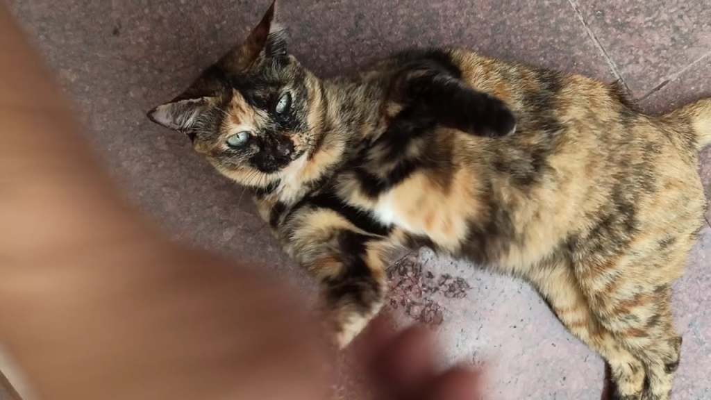 a cat stain